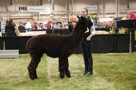 Alpaca Jubilee